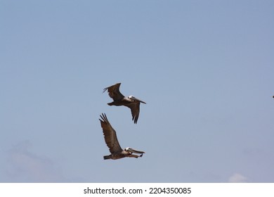 Tropical Birds In Flight Together