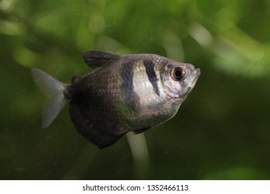 65 Black skirt tetra Images, Stock Photos & Vectors | Shutterstock