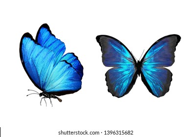 Tropical Blue Butterflies On White Stock Photo (Edit Now) 1386658946