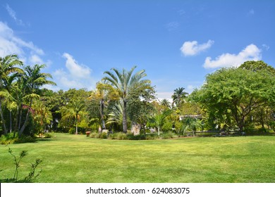 Tropical botanical garden in Miami Beach. Palm trees and lawn