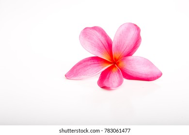 Tropical bright Pink Frangipani flower on white background