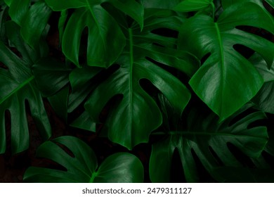 Tropical bush plant jungle wall background with monstera leaves. Lush green foliage, banner. Large monstera deliciosa growing wild in tropical climate. - Powered by Shutterstock