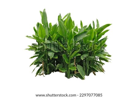 Tropical Bush , turmeric plant isolated on white background with clipping path.