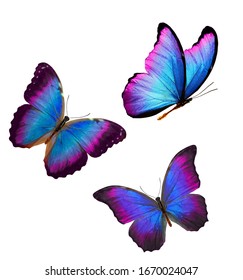 mariposas tropicales con alas