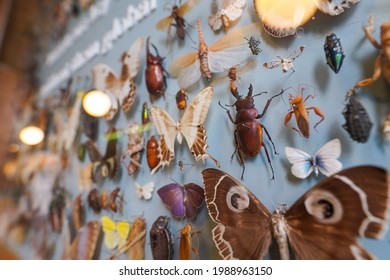 Tropical butterflies and insects pinned on museum's board - Shutterstock ID 1988963150