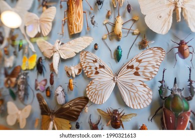 Tropical butterflies and insects pinned on museum's board - Shutterstock ID 1990321613