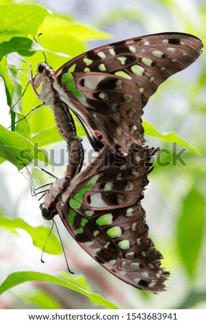 Similar – weiße punkte Schmetterling