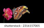 Tropical butterfly Atlas Attacus on pink rose in water drops isolated on black. Large flying moth. Copy space