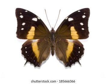 Tropical Butterfly Baeotus Deucalion On A White Background