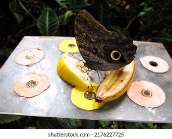 A tropical butterfly Caligo eats fruit banana on a table in the butterfly house. Butterfly breeding, insects pets. Lepidoptera, entomology