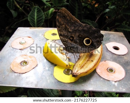 A tropical butterfly Caligo eats fruit banana on a table in the butterfly house. Butterfly breeding, insects pets. Lepidoptera, entomology