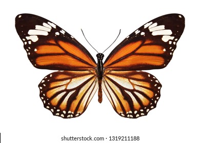 tropical butterfly Danaus plexippus. isolated on white background - Shutterstock ID 1319211188