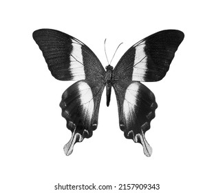 Tropical Butterfly Isolated On White Black Stock Photo 2157909343 ...