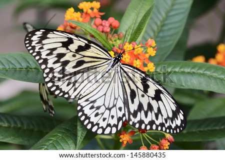 Tropical butterfly, the large tree nymph, also called paper kite (idea leuconoe)