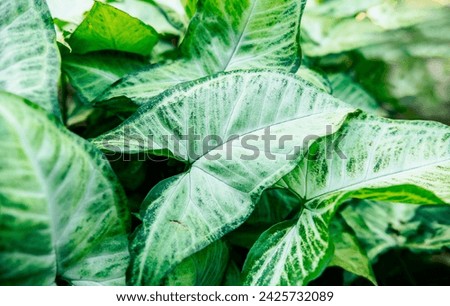 Tropical Caladium Leaves. Caladium leaves background. Details of caladium plants in a garden