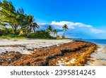 Tropical Caribbean beach landscape panorama with clear turquoise blue water and seaweed sea weed grass sargazo in Playa del Carmen Quintana Roo Mexico.