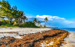 Tropical Caribbean Beach Landscape Panorama With Clear Turquoise Blue Water And Seaweed Sea Weed Grass Sargazo In Playa Del Carmen Quintana Roo Mexico.
