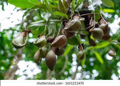 Tropical Carnivorous Pitcher Plant In Green