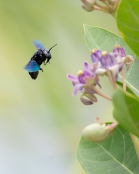 A Tropical Carpenter Bee Hovering Over The Milky Weed Flowers. Carpenter Bee Isolated Against A Soft Natural Bokeh Background.