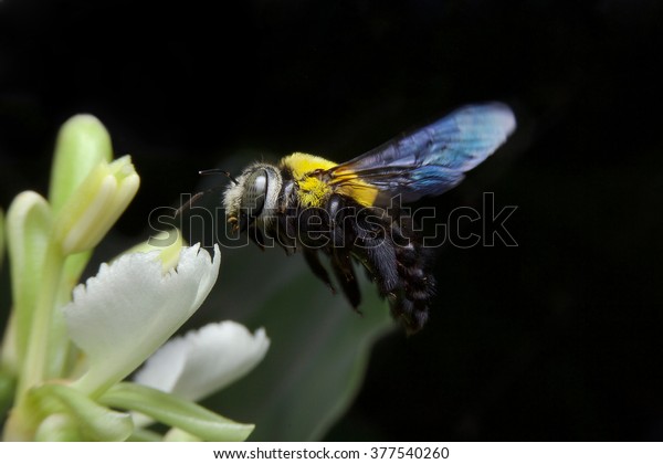 Tropical carpenter bees is flying on the airs\
at flowers of\
galangals