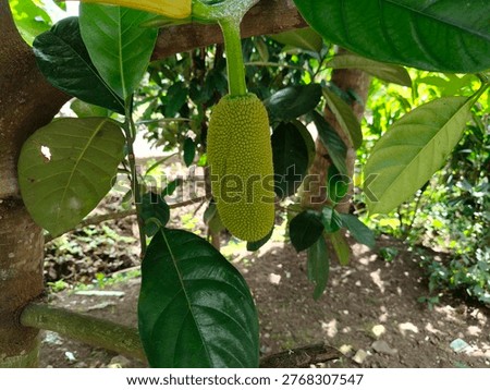 Tropical cempedak (Artocarpus integer) growing in natural habitat, botanical fruit from Moraceae family with distinctive smell and soft flesh.
