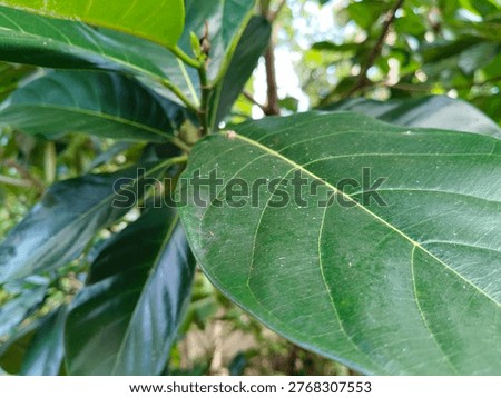 Tropical cempedak (Artocarpus integer) growing in natural habitat, botanical fruit from Moraceae family with distinctive smell and soft flesh.