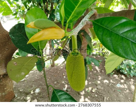 Tropical cempedak (Artocarpus integer) growing in natural habitat, botanical fruit from Moraceae family with distinctive smell and soft flesh.