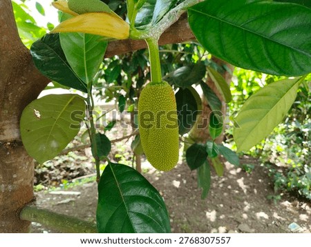 Tropical cempedak (Artocarpus integer) growing in natural habitat, botanical fruit from Moraceae family with distinctive smell and soft flesh.