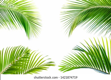 tropical coconut leaf isolated on white background, summer background - Shutterstock ID 1421874719
