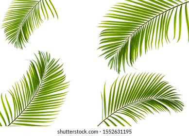 Fropical Palm Leaves Frame Botanical Vector Stock Vector (Royalty Free ...