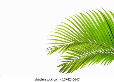 tropical and coconut leaf isolated on white background, summer background - Shutterstock ID 1574246647