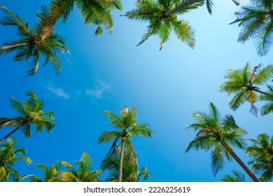Tropical coconut palm trees frame with clear blue sky as copy space background