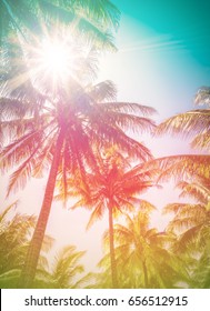 Cocoteros tropicales o palmeras