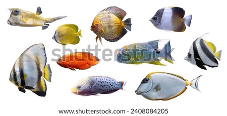 Tropical colorful fishes collection isolated on white background. Set of different aquarium fish, undersea life, aquatic organism, pet.