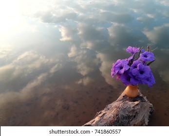 Tropical Condolence Purple Flower Bunch Morning Stock Photo (Edit Now