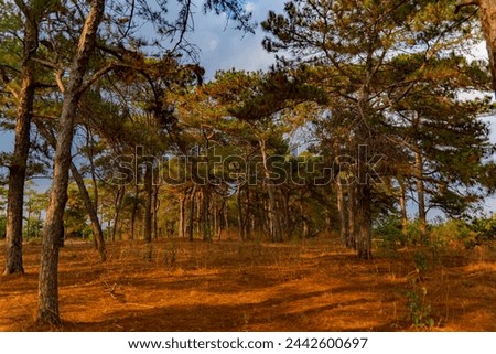 A tropical coniferous tree.
Pine trees in the central highlands of Vietnam at sunset.