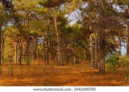 A tropical coniferous tree.
Pine trees in the central highlands of Vietnam at sunset.