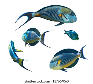 Tropical Coral Fish Collection On White Background