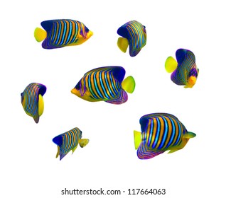 Tropical Coral Fish Collection On White Background