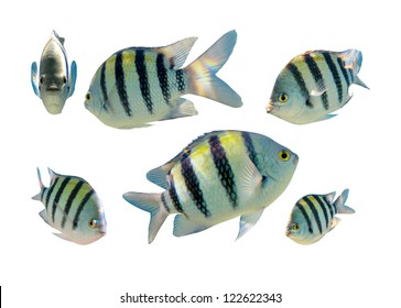 Tropical Coral Fish Collection On White Background