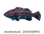 Tropical coral fish isolated on white background - Black grouper