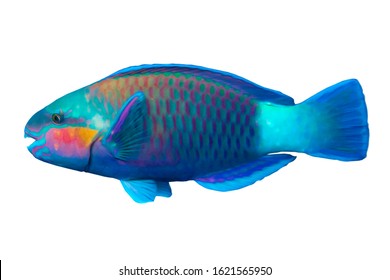 Tropical Coral Fish Parrot Fish (Scarus Frenatus) Isolated On White Background