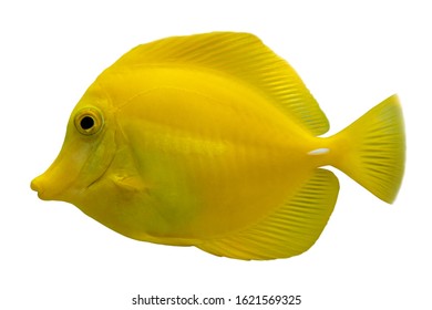 Tropical coral fish Yellow tang (Zebrasoma flavescens) isolated on white background