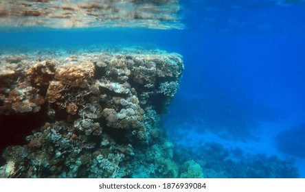 Tropisches Korallenriff. Ökosystem und Umwelt. Ägypten. in der Nähe von Sharm El Sheikh