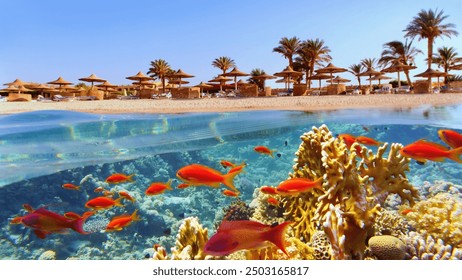 Tropical coral reef and fish with beach with palms and sun umbrelas on the background, Red Sea, Egypt