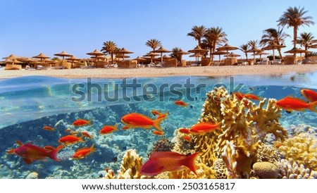 Similar – Image, Stock Photo A snorkeler in a black suit with a vibrant yellow fin peers through a diving mask, half-submerged in sunlit, clear sea water