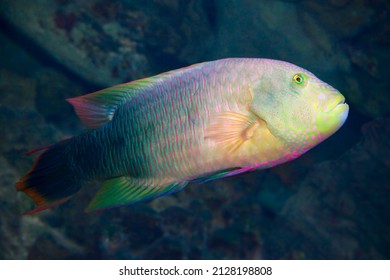 Tropical Coral Reef Fish Belongs To The Family Labridae. Marine Fish