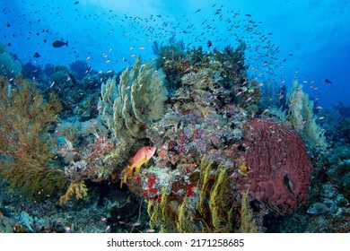 Tropical Coral Reef Fish Scenes Shot In Tubbataha  