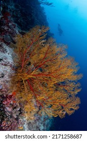 Tropical Coral Reef Fish Scenes Shot In Tubbataha  