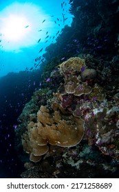 Tropical Coral Reef Fish Scenes Shot In Tubbataha  